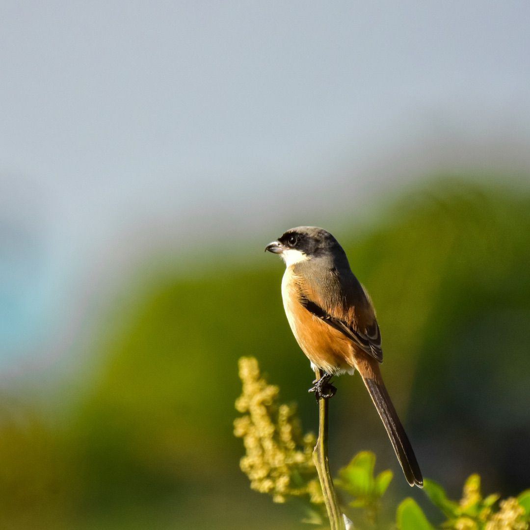 URNA Bird Watching